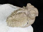 Amazing Hoplolichoides Trilobite From Russia - #28048-5